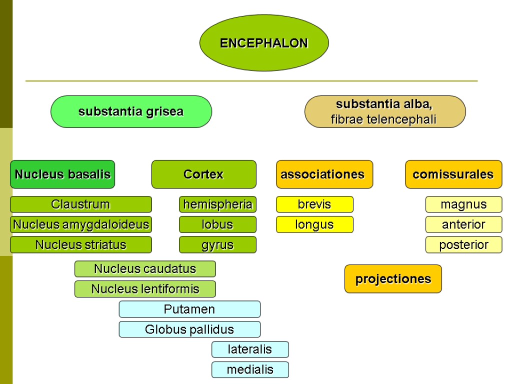 ENCEPHALON substantia alba, fibrae telencephali substantia grisea associationes projectiones comissurales brevis longus magnus anterior